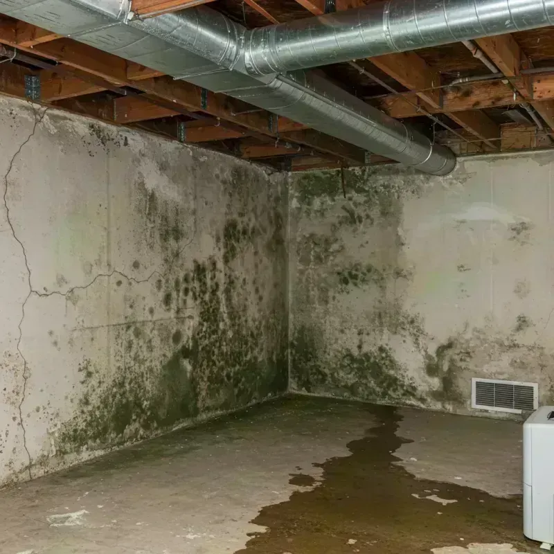 Professional Mold Removal in Wheeling, IL